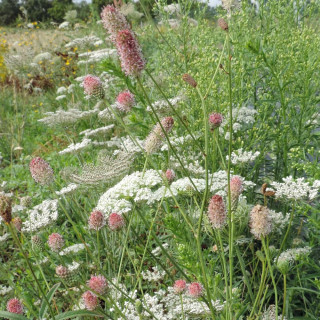 plantes-vivaces-sanguisorba-officinalis-pink-tanna-en-vente-pepiniere-lepage-