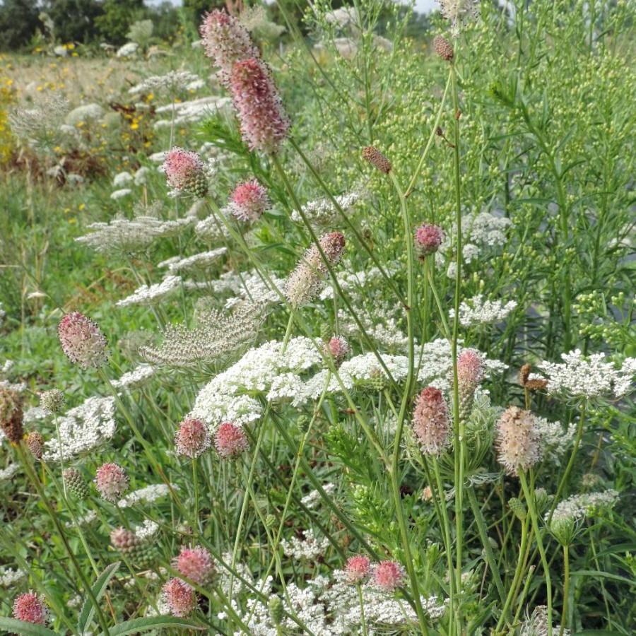 Plantes Vivaces SANGUISORBA officinalis 'Pink Tanna' en vente - Pépinière Lepage .