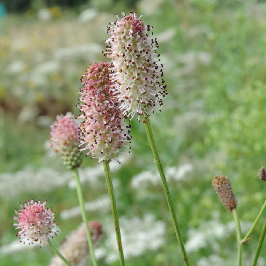 Plantes Vivaces SANGUISORBA officinalis 'Pink Tanna' en vente - Pépinière Lepage .