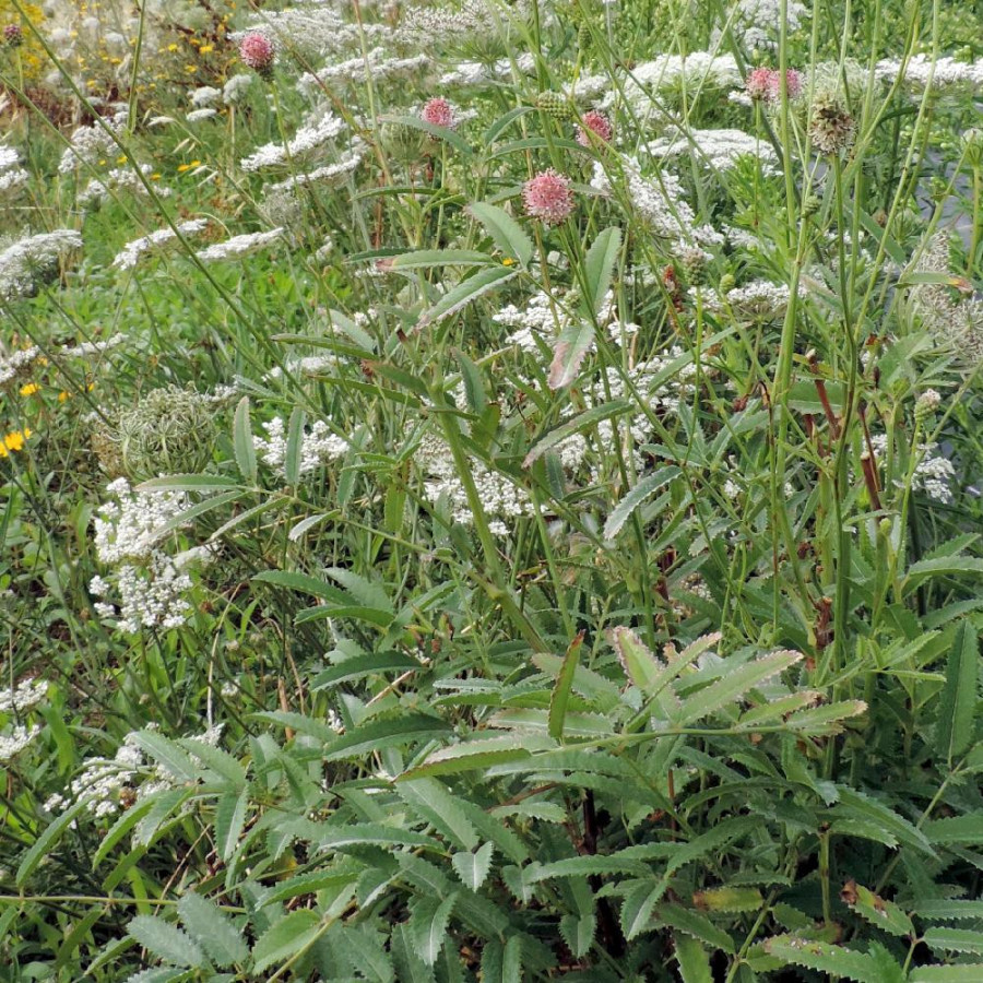 Plantes Vivaces SANGUISORBA officinalis 'Pink Tanna' en vente - Pépinière Lepage .