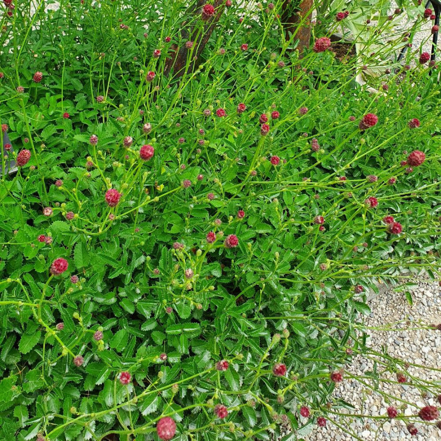 Plantes Vivaces SANGUISORBA officinalis 'Tanna' - Sanguisorbe en vente - Pépinière Lepage .