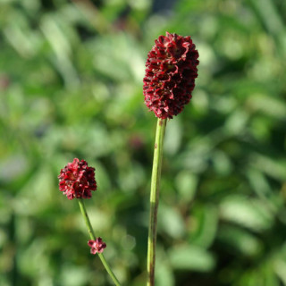 Plantes Vivaces SANGUISORBA officinalis 'Tanna' - Sanguisorbe en vente - Pépinière Lepage .