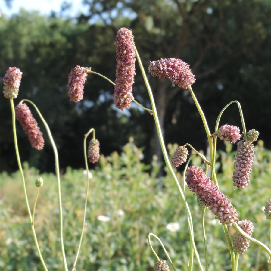 Plantes Vivaces SANGUISORBA tenuifolia 'Pink Elephant' en vente - Pépinière Lepage .