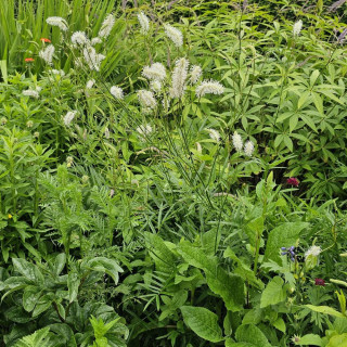 Plantes Vivaces SANGUISORBA tenuifolia var. alba - Sanguisorbe en vente - Pépinière Lepage .