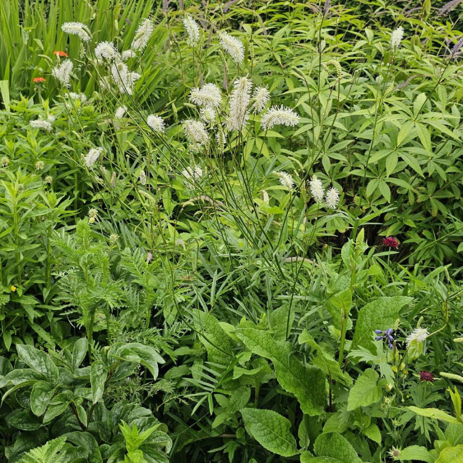 Plantes Vivaces SANGUISORBA tenuifolia var. alba - Sanguisorbe en vente - Pépinière Lepage .