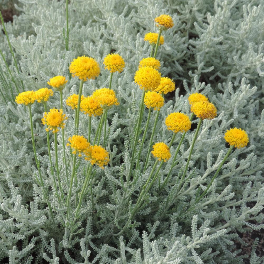 Plantes Vivaces SANTOLINA chamaecyparissus - Santoline petit cyprès en vente - Santoline argentée en vente - Pépinière Lepage .
