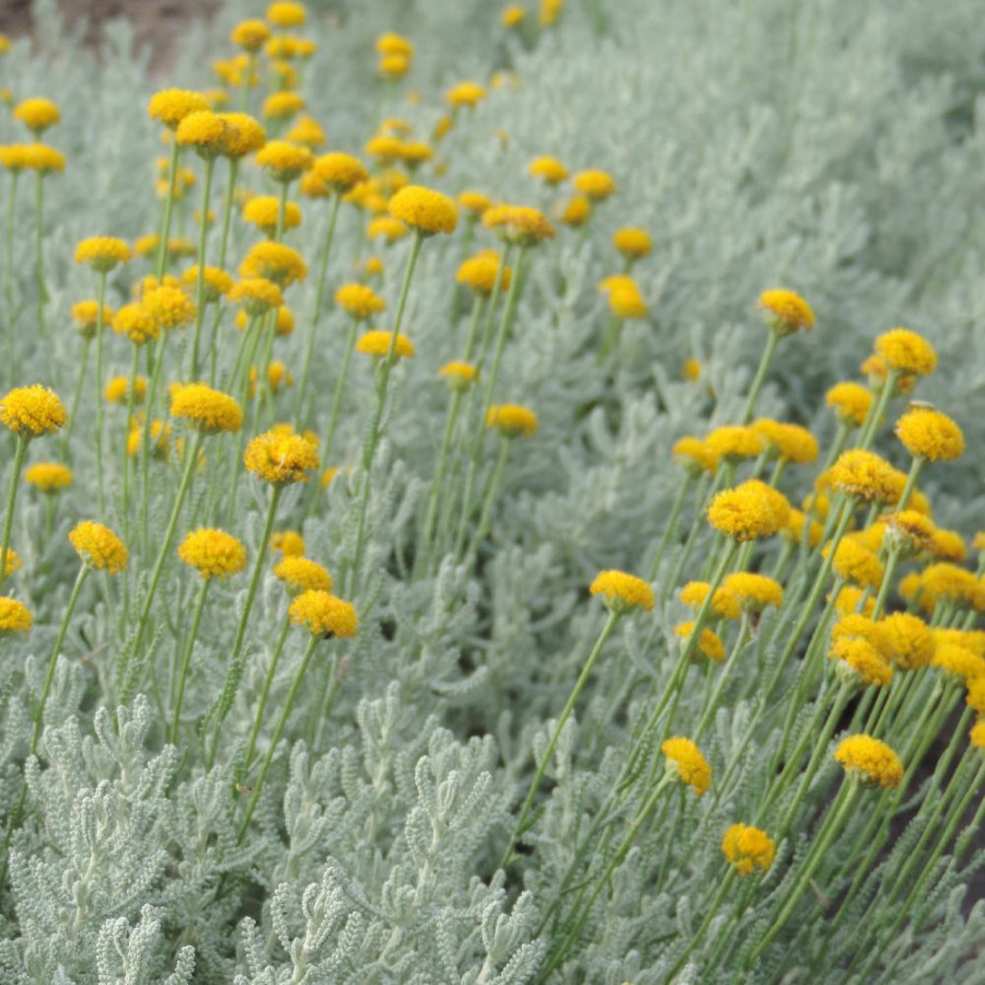Plantes Vivaces SANTOLINA chamaecyparissus - Santoline petit cyprès en vente - Santoline argentée en vente - Pépinière Lepage .