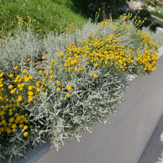 Plantes Vivaces SANTOLINA chamaecyparissus - Santoline petit cyprès en vente - Santoline argentée en vente - Pépinière Lepage .