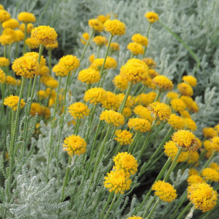 Plantes Vivaces SANTOLINA chamaecyparissus - Santoline petit cyprès en vente - Santoline argentée en vente - Pépinière Lepage .