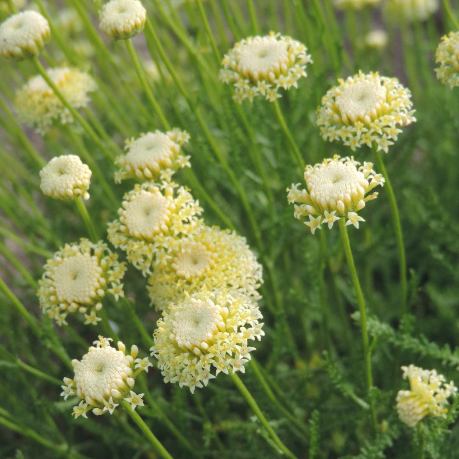 Plantes Vivaces SANTOLINA chamaecyparissus var. lindavica - Santoline en vente - Pépinière Lepage .