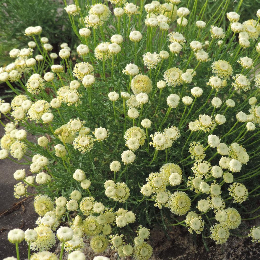 Plantes Vivaces SANTOLINA chamaecyparissus var. lindavica - Santoline en vente - Pépinière Lepage .