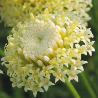 Plantes Vivaces SANTOLINA chamaecyparissus var. lindavica - Santoline en vente - Pépinière Lepage .