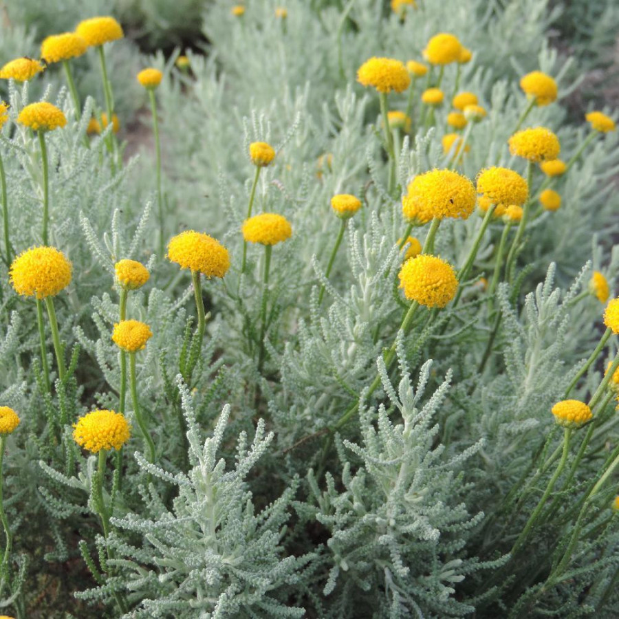 Plantes Vivaces SANTOLINA pinnata - Santoline en vente - Pépinière Lepage .