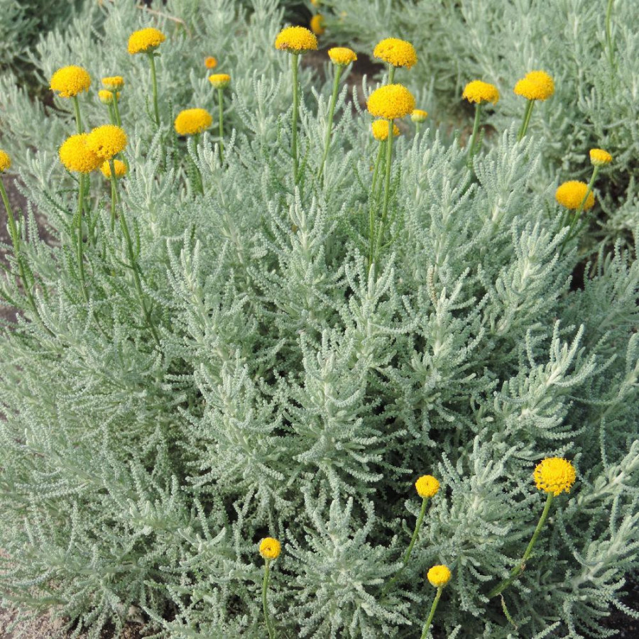 Plantes Vivaces SANTOLINA pinnata - Santoline en vente - Pépinière Lepage .