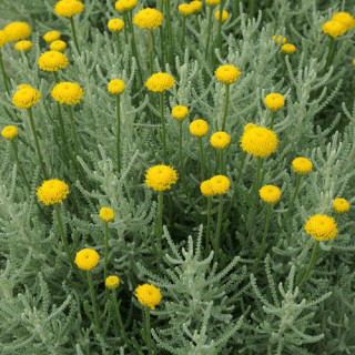 Plantes Vivaces SANTOLINA pinnata - Santoline en vente - Pépinière Lepage .