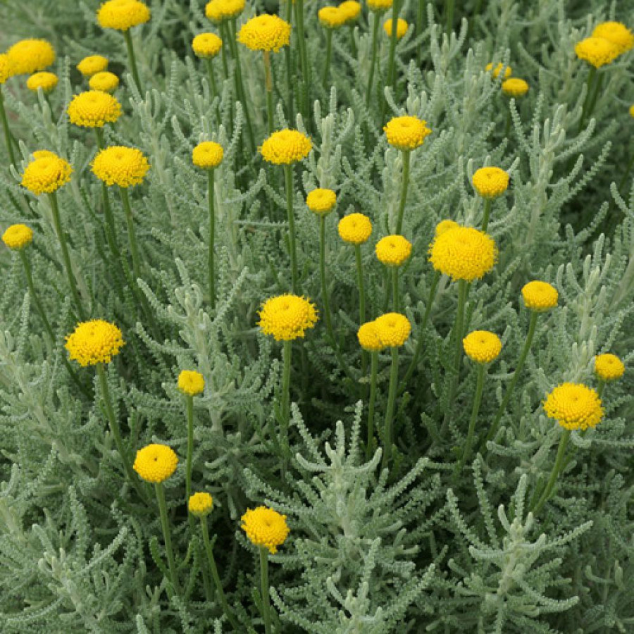 Plantes Vivaces SANTOLINA pinnata - Santoline en vente - Pépinière Lepage .