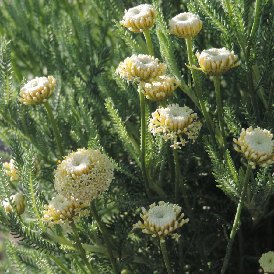 Plantes Vivaces SANTOLINA pinnata subsp. neapolitana 'Edward Bowles' - Santoline en vente - Pépinière Lepage .
