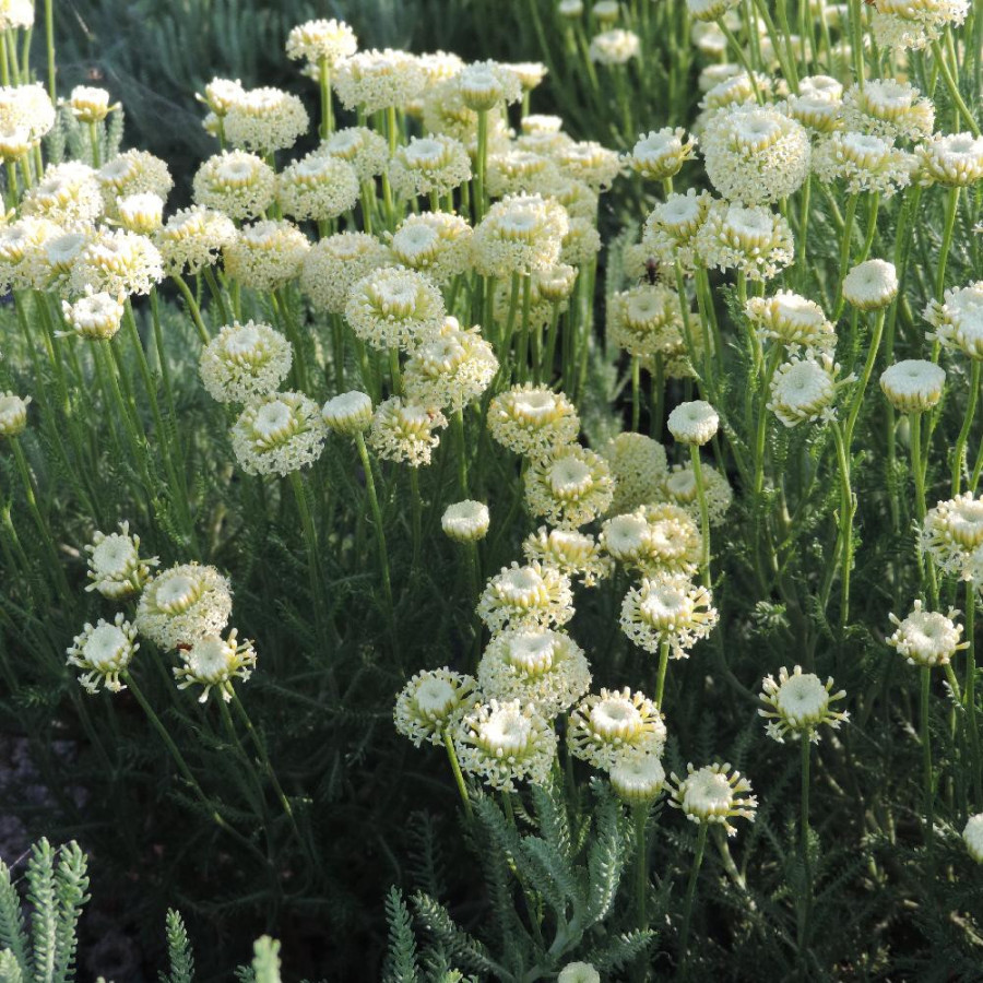 Plantes Vivaces SANTOLINA pinnata subsp. neapolitana 'Edward Bowles' - Santoline en vente - Pépinière Lepage .