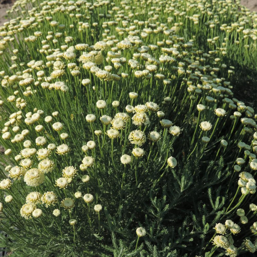 Plantes Vivaces SANTOLINA pinnata subsp. neapolitana 'Edward Bowles' - Santoline en vente - Pépinière Lepage .
