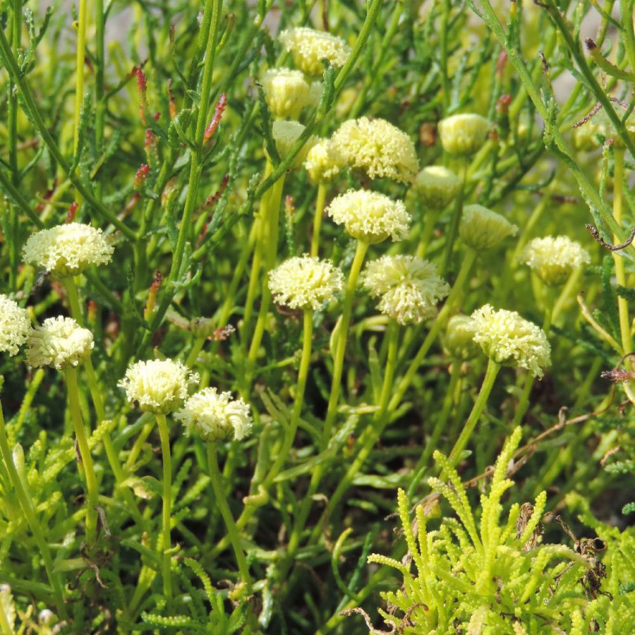 Plantes Vivaces SANTOLINA rosmarinifolia 'Lemon Fizz' - Santoline en vente - Pépinière Lepage .