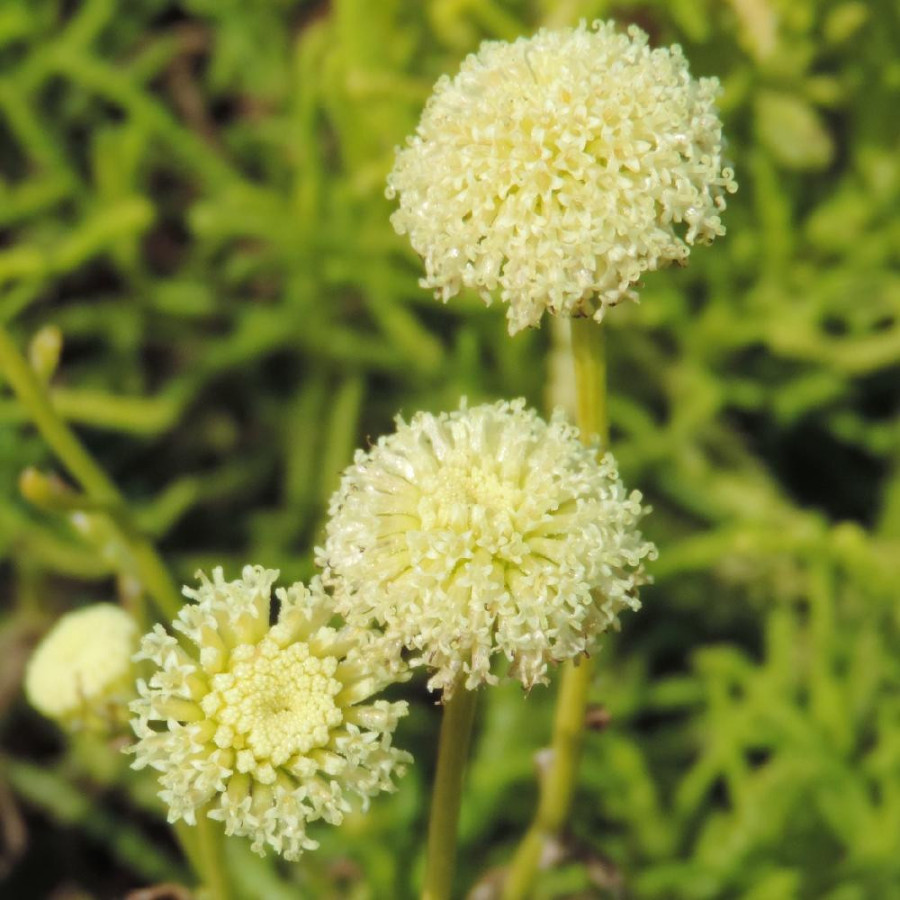 Plantes Vivaces SANTOLINA rosmarinifolia 'Lemon Fizz' - Santoline en vente - Pépinière Lepage .