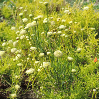 Plantes Vivaces SANTOLINA rosmarinifolia 'Lemon Fizz' - Santoline en vente - Pépinière Lepage .