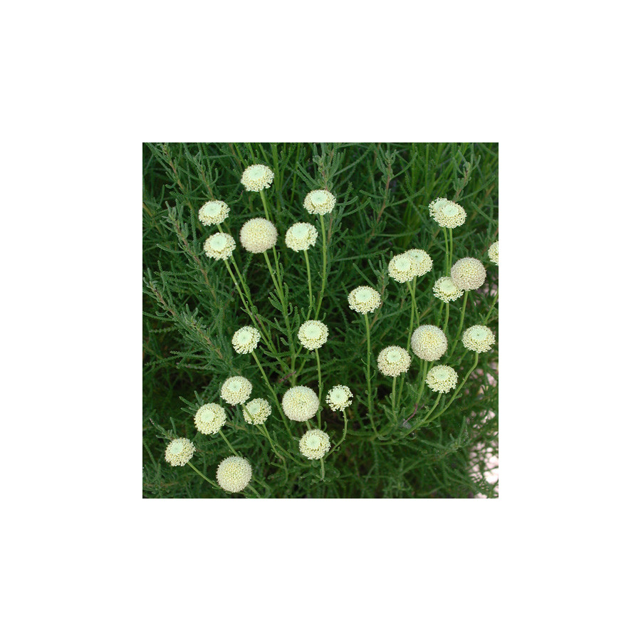 Plantes Vivaces SANTOLINA rosmarinifolia (virens) - Santoline en vente - Pépinière Lepage .