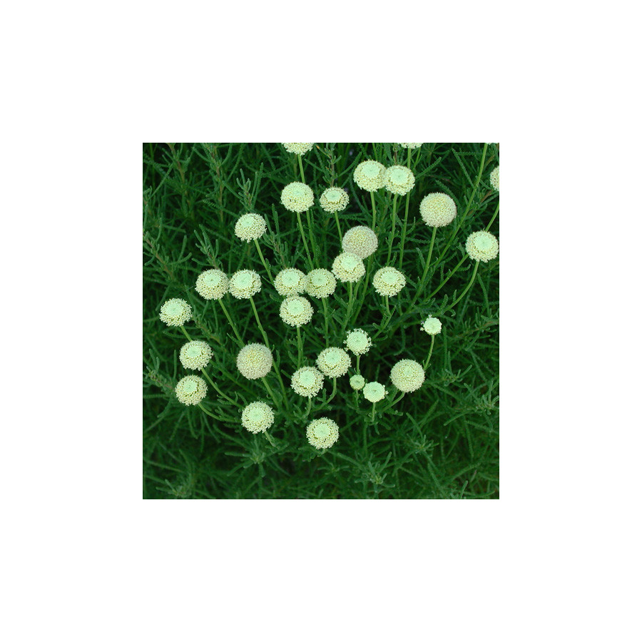 Plantes Vivaces SANTOLINA rosmarinifolia (virens) - Santoline en vente - Pépinière Lepage .