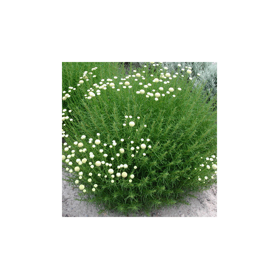 Plantes Vivaces SANTOLINA rosmarinifolia (virens) - Santoline en vente - Pépinière Lepage .