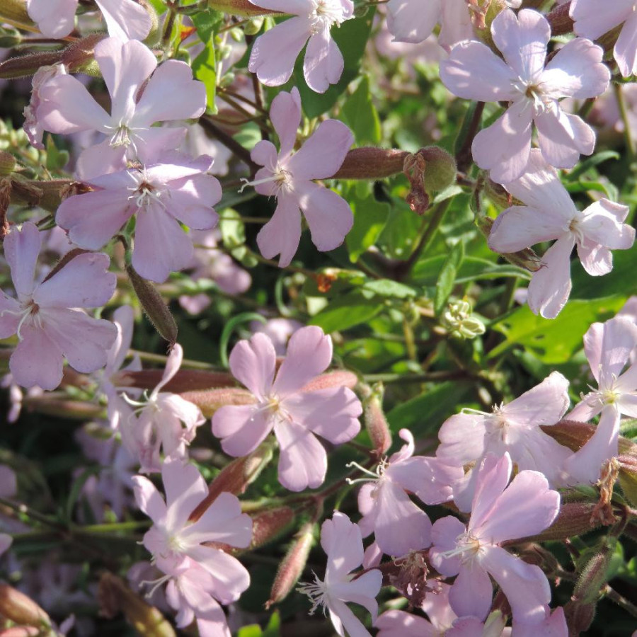 Plantes Vivaces SAPONARIA lempergii 'Max Frei' - Saponaire en vente - Pépinière Lepage .