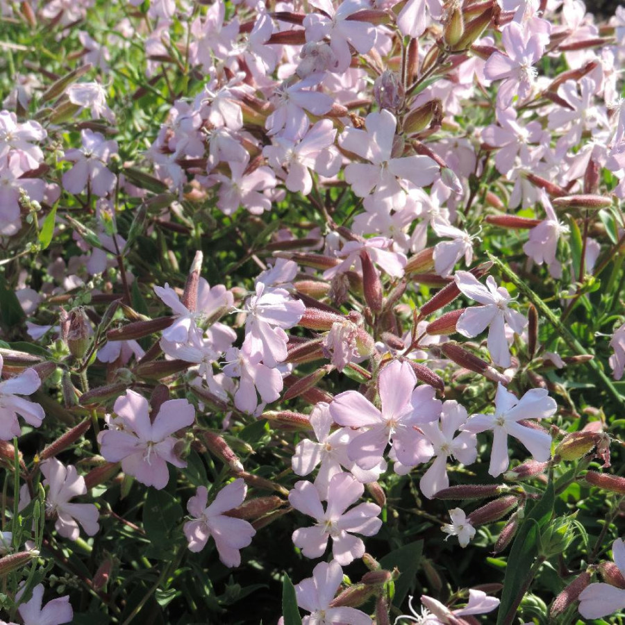 Plantes Vivaces SAPONARIA lempergii 'Max Frei' - Saponaire en vente - Pépinière Lepage .