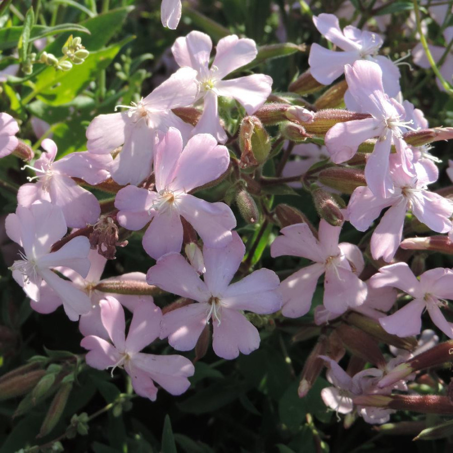 Plantes Vivaces SAPONARIA lempergii 'Max Frei' - Saponaire en vente - Pépinière Lepage .