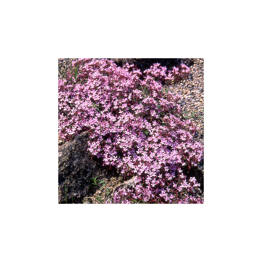 Plantes Vivaces SAPONARIA ocymoides - Saponaire en vente - Pépinière Lepage .