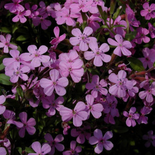 Plantes Vivaces SAPONARIA ocymoides - Saponaire en vente - Pépinière Lepage .