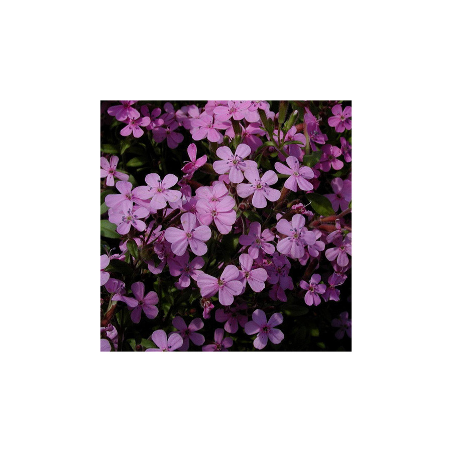 Plantes Vivaces SAPONARIA ocymoides - Saponaire en vente - Pépinière Lepage .