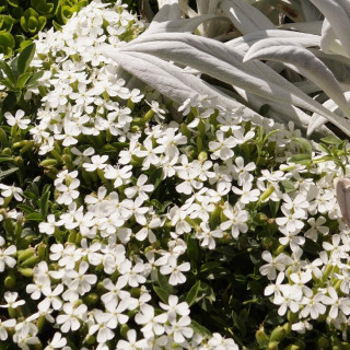plantes-vivaces-saponaria-ocymoides-snow-tip-saponaire-en-vente-pepiniere-lepage-