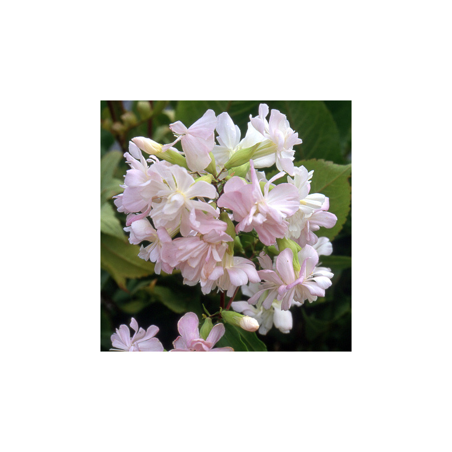 Plantes Vivaces SAPONARIA officinalis 'Alba Plena' - Saponaire en vente - Savonnière en vente - Pépinière Lepage .