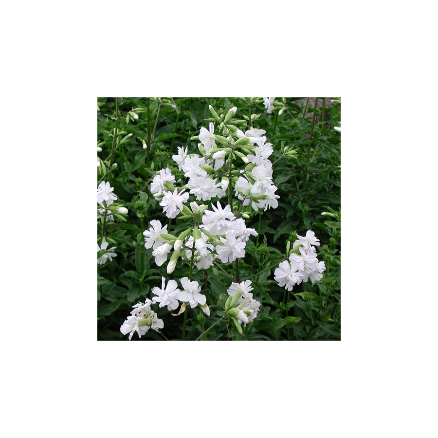 Plantes Vivaces SAPONARIA officinalis 'Alba Plena' - Saponaire en vente - Savonnière en vente - Pépinière Lepage .