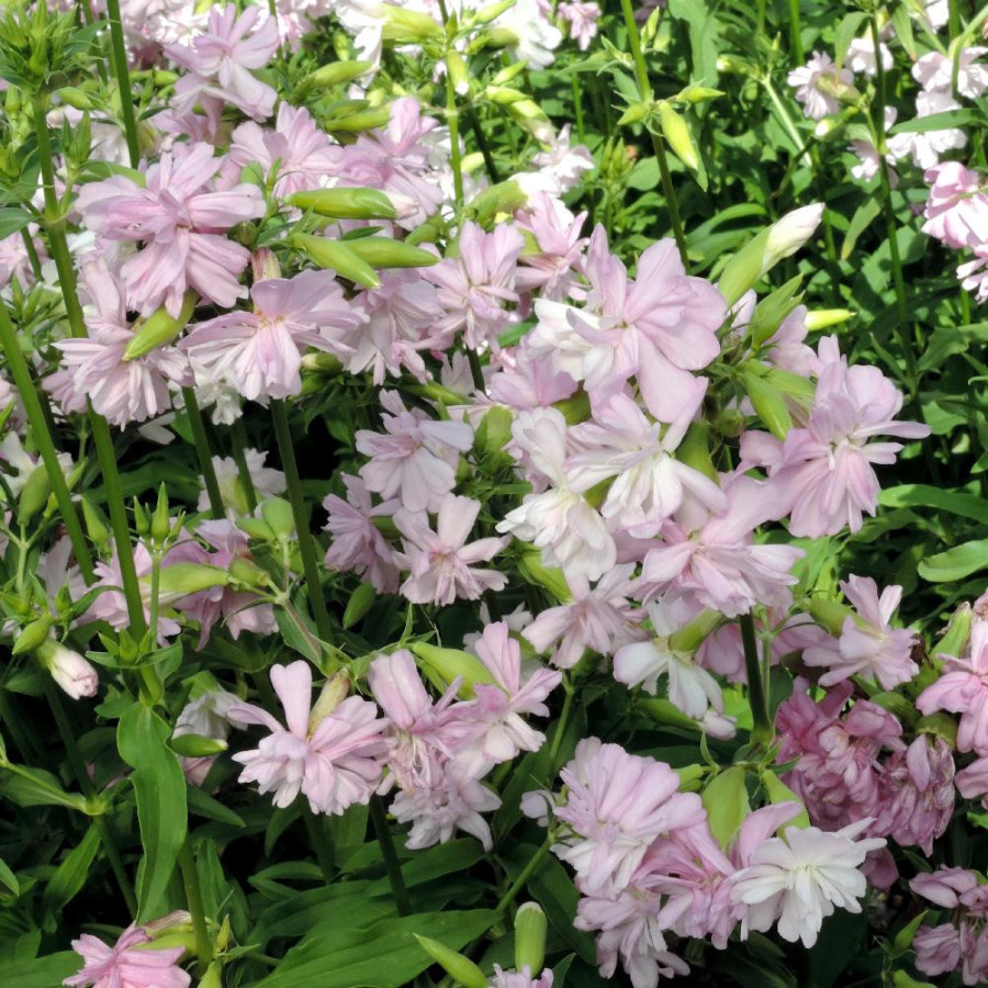 Plantes Vivaces SAPONARIA officinalis 'Rosea Plena' - Saponaire en vente - Savonnière en vente - Pépinière Lepage .
