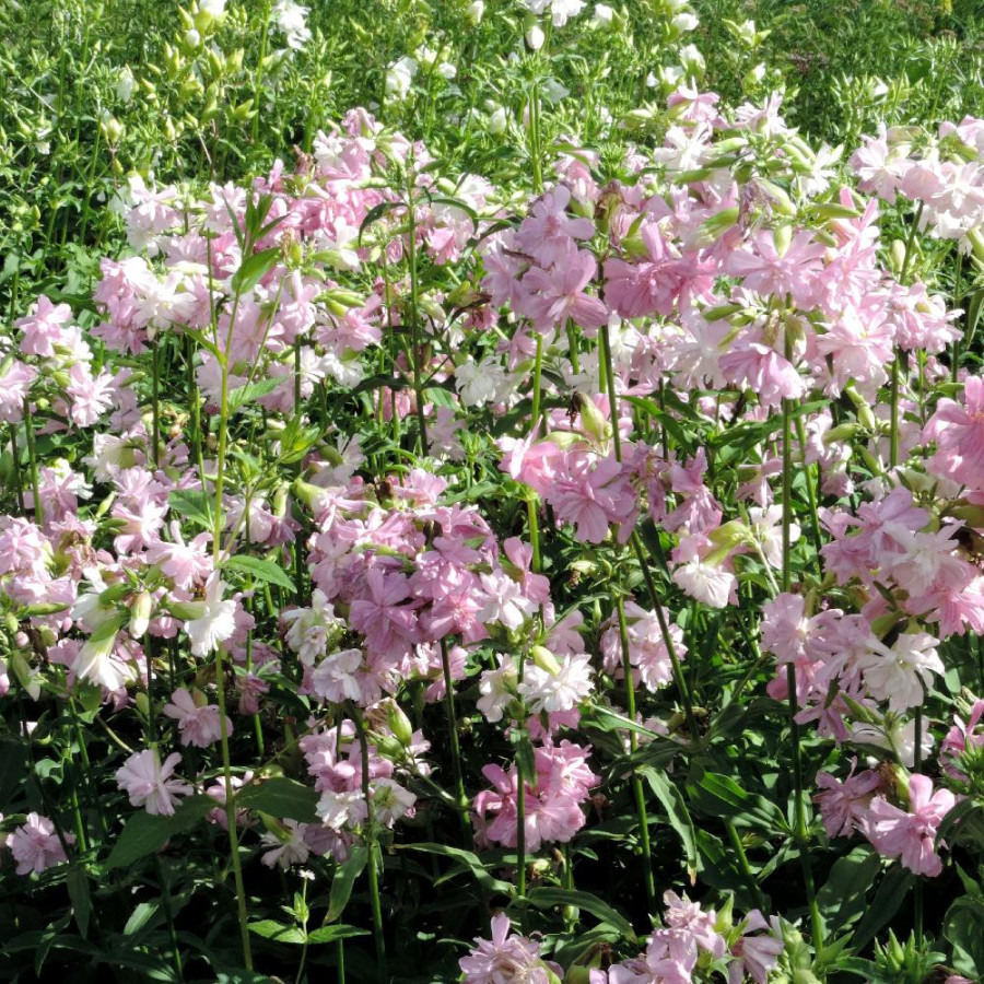 Plantes Vivaces SAPONARIA officinalis 'Rosea Plena' - Saponaire en vente - Savonnière en vente - Pépinière Lepage .