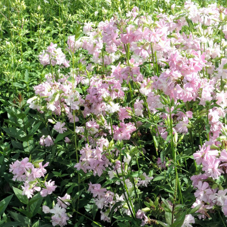 Plantes Vivaces SAPONARIA officinalis 'Rosea Plena' - Saponaire en vente - Savonnière en vente - Pépinière Lepage .