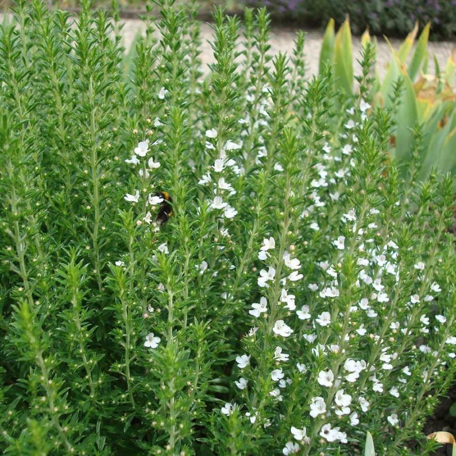 Plantes Vivaces SATUREJA montana - Sarriette des montagnes en vente - Pépinière Lepage .