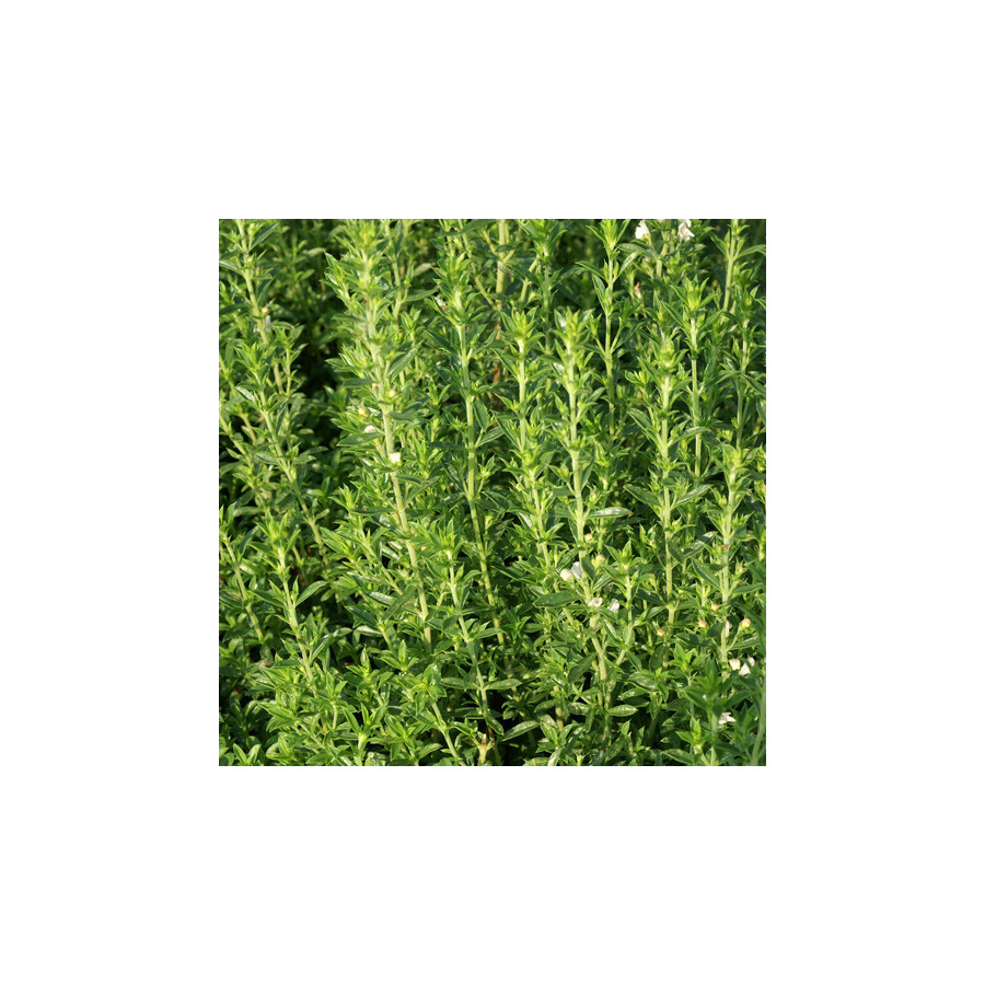 Plantes Vivaces SATUREJA montana - Sarriette des montagnes en vente - Pépinière Lepage .