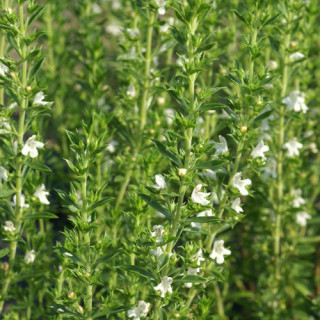 Plantes Vivaces SATUREJA montana - Sarriette des montagnes en vente - Pépinière Lepage .
