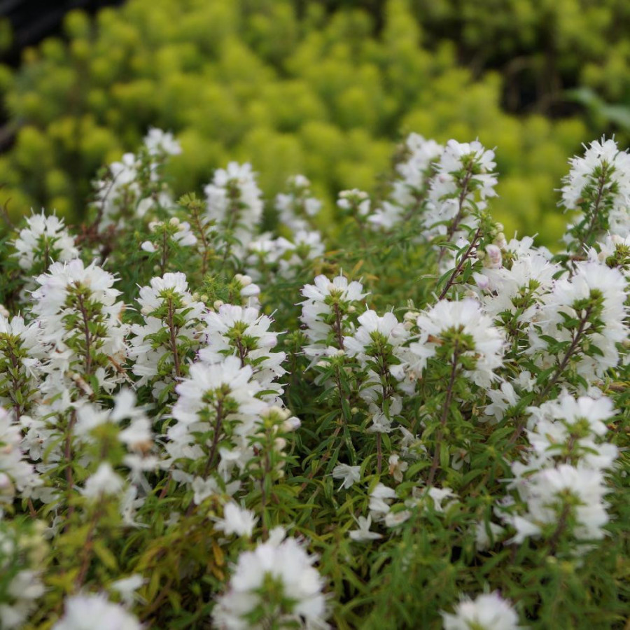 Plantes Vivaces SATUREJA spicigera - Sarriette vivace en vente - Pépinière Lepage .