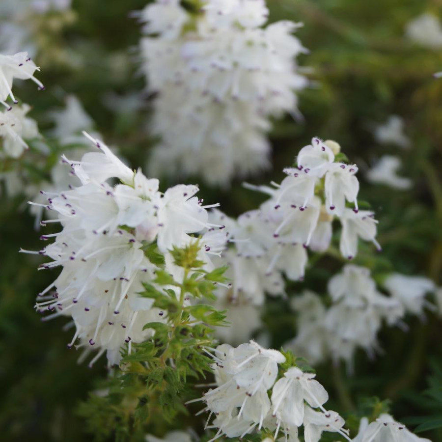 Plantes Vivaces SATUREJA spicigera - Sarriette vivace en vente - Pépinière Lepage .