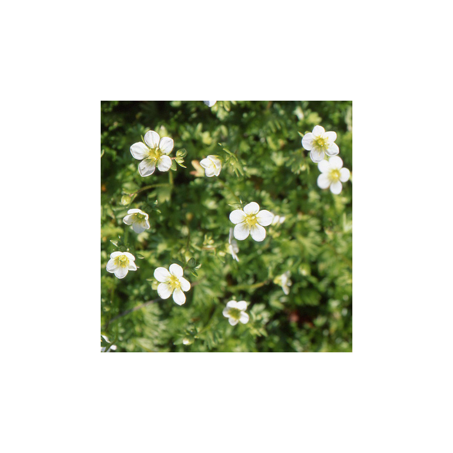 Plantes Vivaces SAXIFRAGA arendsii 'Alba' - Saxifrage mousse en vente - Pépinière Lepage .