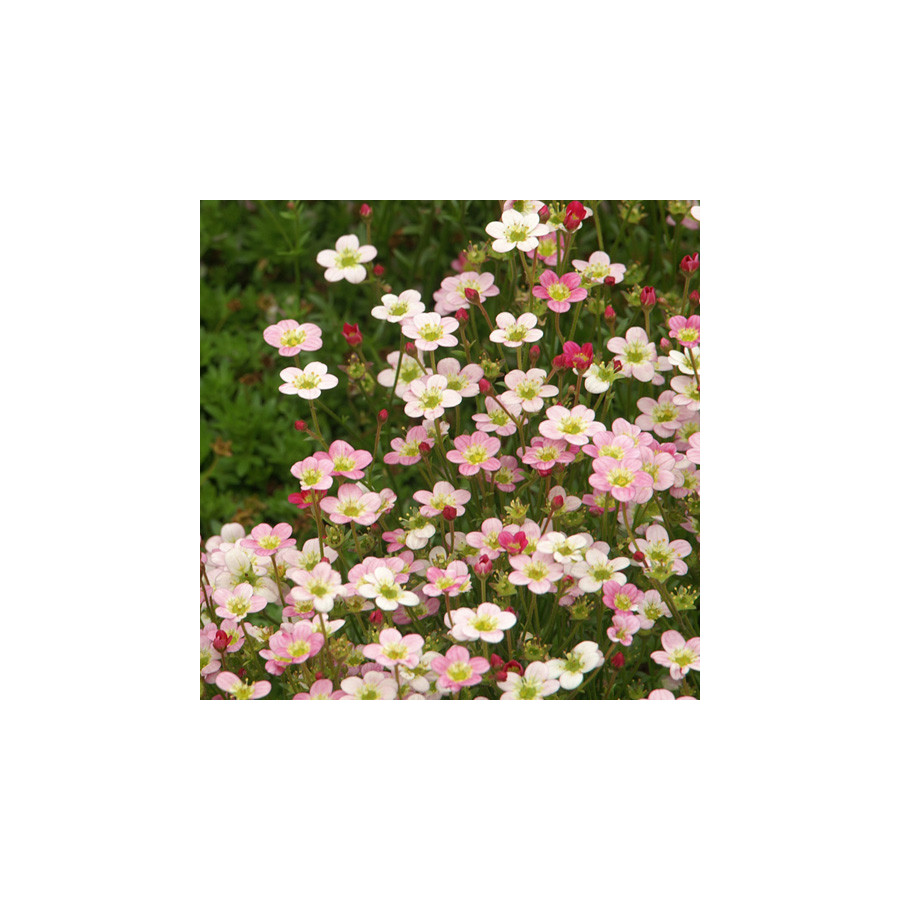 Plantes Vivaces SAXIFRAGA arendsii 'Ware's Crimson' - Saxifrage en vente - Pépinière Lepage .