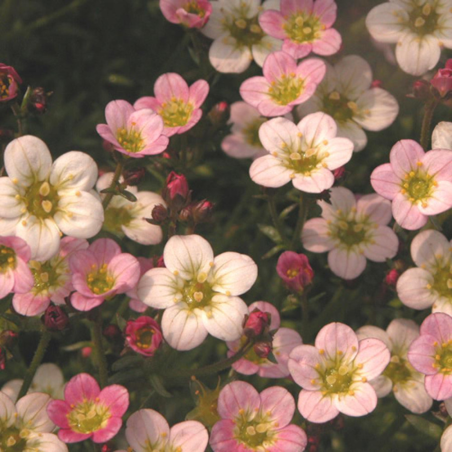 Plantes Vivaces SAXIFRAGA arendsii 'Ware's Crimson' - Saxifrage en vente - Pépinière Lepage .
