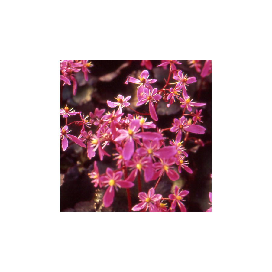 Plantes Vivaces SAXIFRAGA cortusifolia 'Black ruby' - Saxifrage en vente - Pépinière Lepage .